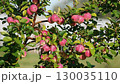 ripe apples on the apple tree under the rain	 130035110