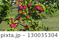 ripe apples on the apple tree under the rain	 130035304
