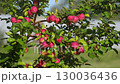 ripe apples on the apple tree under the heavy rain 130036436