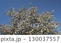 Flowering apple tree against blue sky - spring blossom close-up 130037557