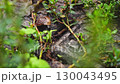Nature video of a slug with a spiral shell on its back trying to move from one garden concrete paver to another during rainy weather on a cloudy humid summer day in search of food 130043495