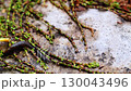A natural video with a view of an old concrete surface, on which plant shoots have grown stretched out and between which a slug slowly moves, sliding its body. Blank with empty copy space for text 130043496