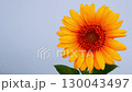 Real-time video of large sunflower flower swaying in wind during flowering with three leaves on gradient white background with transverse close-up view, empty copy space. Symbolic element in cultures 130043497