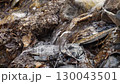 A close-up of a 4-fold slow-motion video of a clear stream of water flowing down from a shallow mountain river among the rocks and fallen brown leaves of last year. Side view from above at an angle 130043501