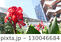 New York City, Hudson Yards, urban architecture in Chelsea, Manhattan Midtown, USA. Flowers bloom. 130046684