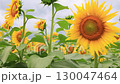 多雲天空下的向日葵田 — 夏日自然景觀 130047464