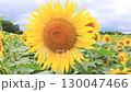 多雲天空下的向日葵田 — 夏日自然景觀 130047466
