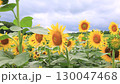 多雲天空下的向日葵田 — 夏日自然景觀 130047468