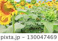 多雲天空下的向日葵田 — 夏日自然景觀 130047469