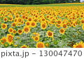 多雲天空下的向日葵田 — 夏日自然景觀 130047470