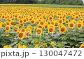 多雲天空下的向日葵田 — 夏日自然景觀 130047472