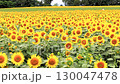 多雲天空下的向日葵田 — 夏日自然景觀 130047478