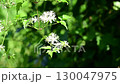 白色的鐵線蓮花在風中搖曳 130047975