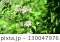 白色的鐵線蓮花在風中搖曳 130047976