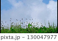 蜻蜓飛舞的秋日風景 130047977