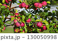 ripe apples on the apple tree under the heavy rain 130050998