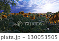Sunflower field at sunset with dramatic sky 130053505