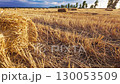 Harvested wheat field with straw rows under blue sky 130053509