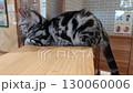 A little moody cat 130060006
