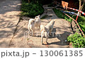 Candid handheld pov of calling two dogs but getting ignored, showing a glimpse of authentic local daily life in  Mae Klang Luang village in Chiang mai, Thailand 130061385
