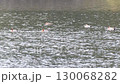 穏やかな池でくつろぐ水鳥たち 130068282