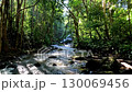 A serene forest scene of flowing stream with sunlight filtering through lush green trees 130069456