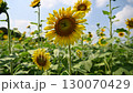 夏の花　ひまわり 130070429