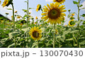 夏の花　ひまわり 130070430
