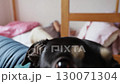Teen Girl Lying on Bed Browsing Her Phone with Dog Nearby 130071304