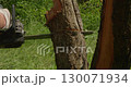 A professional gardener cuts down an old apple tree trunk with a chainsaw, carefully separating the wood into sections as he works in a sunny garden. A man cuts down the trunk of an old apple tree. 130071934