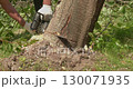 A gardener trims trees, removing a large fallen cherry tree with a chainsaw after damage caused by a storm. A large cherry tree was uprooted by a storm and a man is cutting it up with a chainsaw. 130071935