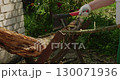 An experienced gardener wearing protective gloves cuts branches with a sawhorse in a sunny spot in the garden, preparing the heating system for the winter. A man cuts branches for firewood. 130071936