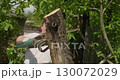 Muscular professional lumberjack wielding chainsaw cutting down weathered apple tree trunk in sunny summer garden, wood chips flying during precision tree removal process 130072029