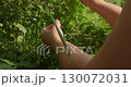 Gentle hands carefully pick ripe gooseberries from a lush bush, giving us a moment of contact with the generosity of nature in a sun-drenched garden. A mother picks gooseberries for her children. 130072031