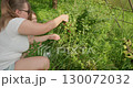 A mother and her little daughter carefully pick ripe gooseberries from a bush in their blooming garden enjoying a healthy family activity amidst the greenery Mother and daughter picking gooseberries. 130072032