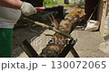 A man carefully chops firewood with an axe using a sturdy log as a stable cutting surface in a sunny backyard garden. With a strong blow of the axe, the man easily chops thick branches into firewood. 130072065