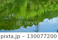 一隻紅蜻蜓在池塘裡產卵 130077200
