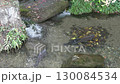 Carp swimming in a crystal clear pond 130084534