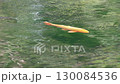 Carp swimming in a crystal clear pond 130084536