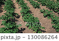 Rows of growing potatoes in a field	 130086264