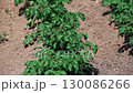 Rows of growing potatoes in a field	 130086266