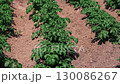 Rows of growing potatoes in a field	 130086267