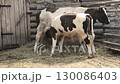 Calf and cow in a paddock 130086403
