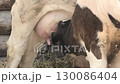 Calf and cow in a paddock 130086404
