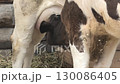 Calf and cow in a paddock 130086405