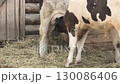 Calf and cow in a paddock 130086406
