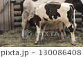 Calf and cow in a paddock 130086408