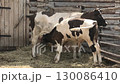 Calf and cow in a paddock 130086410