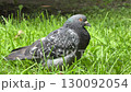 Pigeon Preening Feathers On Grass. Close Up Side View, Natural Behavior. 130092054