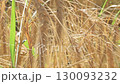 beautiful golden wheat ears at meadow at sunny evening, at sunset. close up 130093232